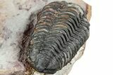 Flexicalymene Trilobite - Ouzina, Morocco #238029-6